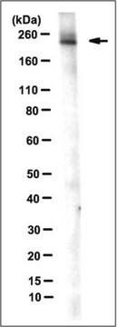 Anti-Mi-2&#946; Antibody, clone 16G4 clone 16G4, from mouse