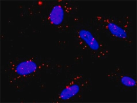 Anti-NR4A1 antibody produced in rabbit purified immunoglobulin, buffered aqueous solution