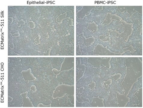 ECMatrix-511 Silk E8 Laminin Substrate Xeno-free laminin-511 coating for feeder-free pluripotent stem cell cultures