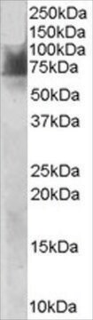 抗SLC6A4/5HTT/SERT抗体 ヤギ宿主抗体 affinity isolated antibody, buffered aqueous solution