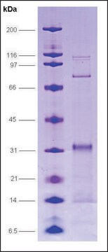 GAL4 [(1-147) + E1A (121-223)] from Saccharomyces cerevisiae canine adenovirus recombinant, expressed in E. coli, &#8805;70% (SDS-PAGE)