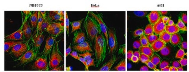 Anti-F-actin-capping protein subunit alpha-1 Antibody from rabbit, purified by affinity chromatography