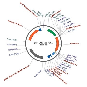 PSF-CMV-NEO/G418 - G418 SELECTION CMV EXPRESSION PLASMID plasmid vector for molecular cloning