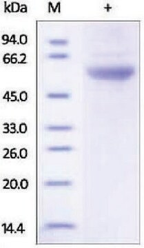 EPOR/Erythropoietin Receptor human recombinant, expressed in HEK 293 cells, &#8805;92% (SDS-PAGE)