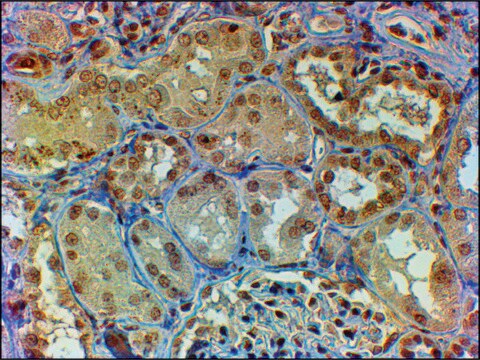 Anti-MYB/C-MYB antibody produced in goat affinity isolated antibody, buffered aqueous solution