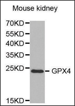 抗-GPX4 兔抗 affinity isolated antibody