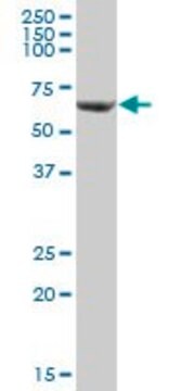 Anti-SLC25A13 antibody produced in mouse purified immunoglobulin, buffered aqueous solution