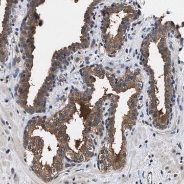 Anti-MCOLN2 antibody produced in rabbit Prestige Antibodies&#174; Powered by Atlas Antibodies, affinity isolated antibody, buffered aqueous glycerol solution