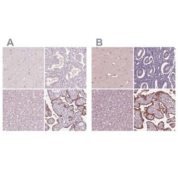 Anti-SIGLEC6 antibody produced in rabbit Prestige Antibodies&#174; Powered by Atlas Antibodies, affinity isolated antibody, buffered aqueous glycerol solution