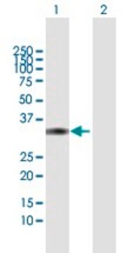 Anti-DKK4 antibody produced in mouse purified immunoglobulin, buffered aqueous solution