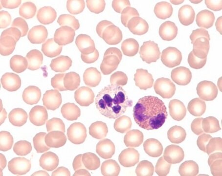 Hemacolor&#174; Schnellfärbung von Blutausstrichen suitable for hematology, staining set for microscopy