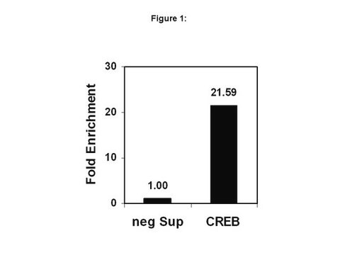 ChIPAb+ CREB - ChIP検証済み抗体およびプライマーセット、ウサギモノクローナル culture supernatant, clone NL904, from rabbit