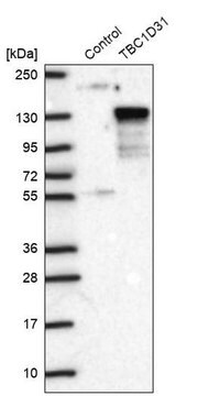 Anti-TBC1D31 antibody produced in rabbit Prestige Antibodies&#174; Powered by Atlas Antibodies, affinity isolated antibody, buffered aqueous glycerol solution