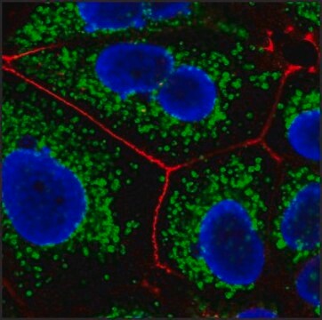 Anti-Mouse IgG (H+L), F(ab&#8242;)2 fragment, CF&#8482;647 antibody produced in goat ~2&#160;mg/mL, affinity isolated antibody, buffered aqueous solution