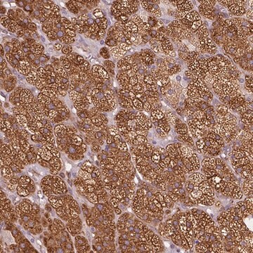 Anti-HSD3B1 antibody produced in rabbit Prestige Antibodies&#174; Powered by Atlas Antibodies, affinity isolated antibody, buffered aqueous glycerol solution