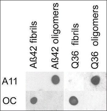 Anti-APP antibody produced in rabbit 1&#160;mg/mL, affinity isolated antibody