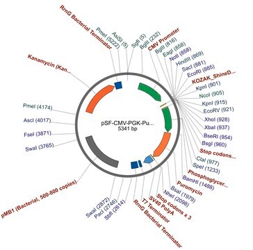 PSF-CMV-PGK-PURO - DUAL PROMOTER PUROMYCIN PLASMID plasmid vector for molecular cloning