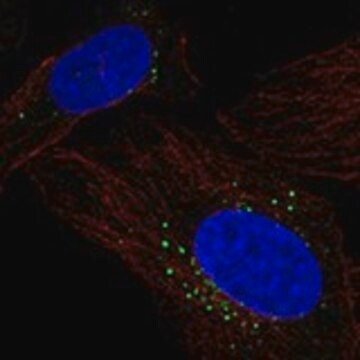 Anti-PRCP antibody produced in rabbit Prestige Antibodies&#174; Powered by Atlas Antibodies, affinity isolated antibody, buffered aqueous glycerol solution