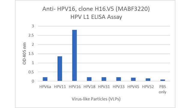 Anti- HPV16 Antibody, clone H16.V5