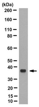 Anticorpo antigalectina-9, clone 1G3 clone 1G3, from mouse