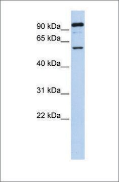 抗GABRR1抗体 ウサギ宿主抗体 affinity isolated antibody