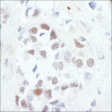 Rabbit anti-c-Jun Antibody, Affinity Purified Powered by Bethyl Laboratories, Inc.