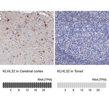 Anti-KLHL32 antibody produced in rabbit Prestige Antibodies&#174; Powered by Atlas Antibodies, affinity isolated antibody, buffered aqueous glycerol solution