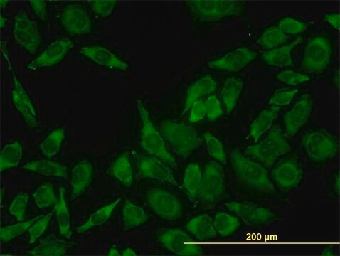 Monoclonal Anti-RPL13 antibody produced in mouse clone 3F6, purified immunoglobulin, buffered aqueous solution