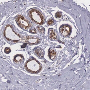 Anti-NREP antibody produced in rabbit Prestige Antibodies&#174; Powered by Atlas Antibodies, affinity isolated antibody, buffered aqueous glycerol solution