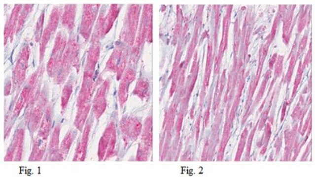 Anti-Myosin 2 Antibody, clone 5B11.1 clone 5B11.1, from mouse