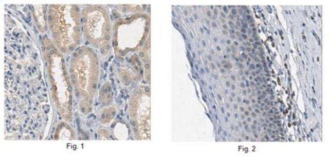 Anti-SNAI1 Antibody, clone 10H4.1 clone 10H4.1, from mouse