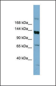 抗ABCB4抗体 ウサギ宿主抗体 affinity isolated antibody