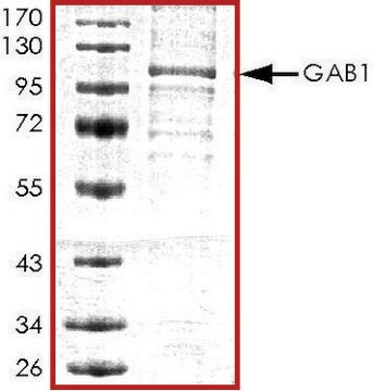 GAB1, His tagged human recombinant, expressed in baculovirus infected Sf9 cells, &#8805;70% (SDS-PAGE), buffered aqueous glycerol solution