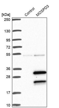 Anti-MOSPD3 antibody produced in rabbit Prestige Antibodies&#174; Powered by Atlas Antibodies, affinity isolated antibody, buffered aqueous glycerol solution