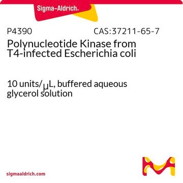 Polynucleotide Kinase from T4-infected Escherichia coli 10&#160;units/&#956;L, buffered aqueous glycerol solution