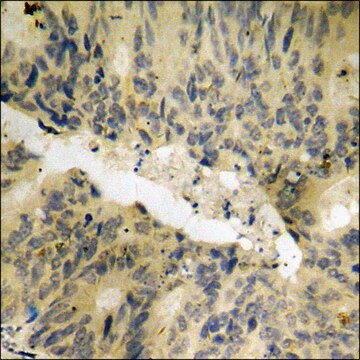 Anti-phospho-PAK2 (pSer141) antibody produced in rabbit affinity isolated antibody