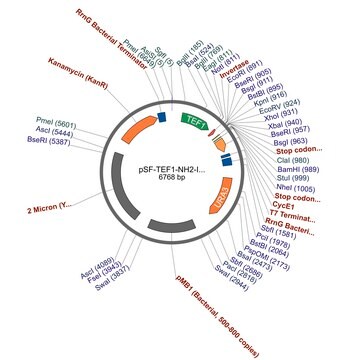 PSF-TEF1-NH2-INTS - INVERTASE SECRETION PLASMID plasmid vector for molecular cloning