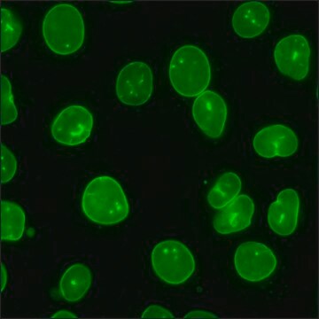 U2OS GFP-LMNB1