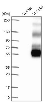 Anti-SLC1A5 antibody produced in rabbit Prestige Antibodies&#174; Powered by Atlas Antibodies, affinity isolated antibody, buffered aqueous glycerol solution