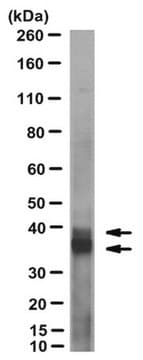 Anti-Galectin-9-Antikörper, neutralisierend, Klon&nbsp;9S2-1 clone 9S2-1, from mouse