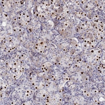 Anti-TBX19 antibody produced in rabbit Prestige Antibodies&#174; Powered by Atlas Antibodies, affinity isolated antibody