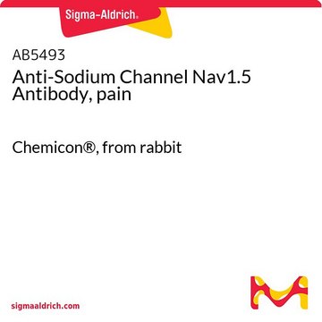 Anti-Sodium Channel Nav1.5 Antibody, pain Chemicon&#174;, from rabbit