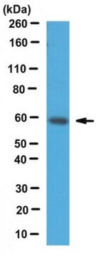 Przeciwciało anty-PKM2 serum, from rabbit