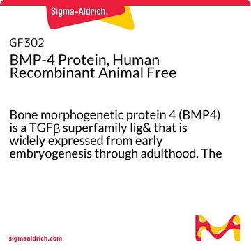 BMP-4,proteina ricombinante umana, esente da componenti di origine animale Bone morphogenetic protein 4 (BMP4) is a TGF&#946; superfamily lig&amp; that is widely expressed from early embryogenesis through adulthood. The Recombinant animal free human BMP-4 protein is manufactured using all non-animal reagents.