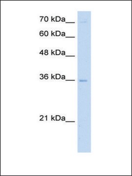 Anti-PRIM2 antibody produced in rabbit IgG fraction of antiserum