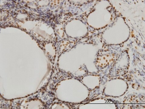 Monoclonal Anti-SFPQ antibody produced in mouse clone 6D7, purified immunoglobulin, buffered aqueous solution