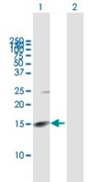 Anti-RHBDL2 antibody produced in mouse purified immunoglobulin, buffered aqueous solution