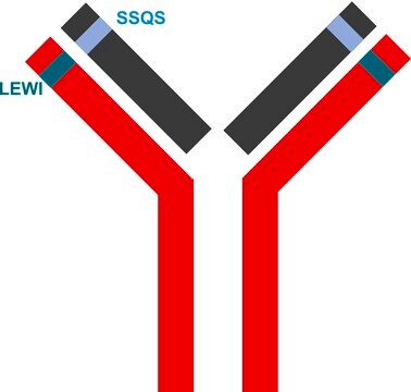 SILu&#174;MAb Vedolizumab Stable-Isotope Labeled Monoclonal Antibody recombinant, expressed in CHO cells