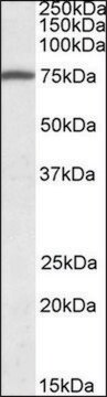 Anti-FERMT3 (C-terminal) antibody produced in goat affinity isolated antibody, buffered aqueous solution