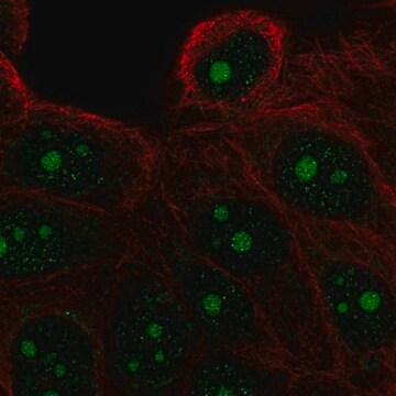 Anti-FAM133A antibody produced in rabbit Prestige Antibodies&#174; Powered by Atlas Antibodies, affinity isolated antibody